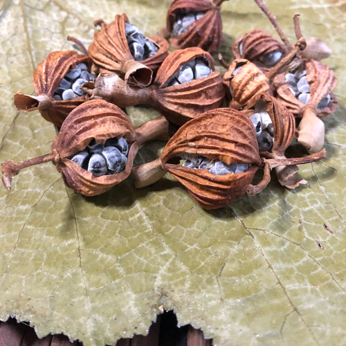 月桃の実（ドライ）30個カット済み ドライフラワー 奄美の木の実屋