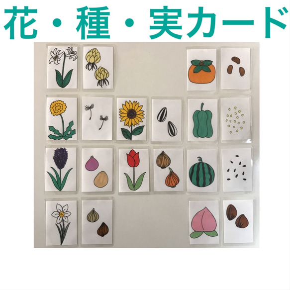 小学校受験　花・種・実カード 1枚目の画像