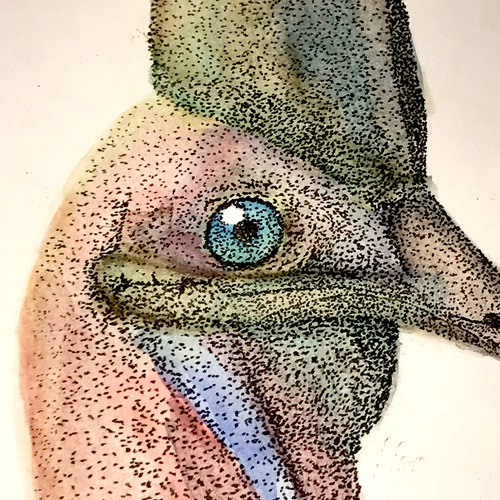 点描水彩画原画「火食鳥」 絵画 KIRIENo13 通販 6846496｜Creema(クリーマ)