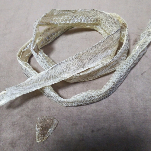 ボールパイソン抜け殻 ヘビの抜け殻（脱皮した皮）ボールパイソンの弐、時々更新