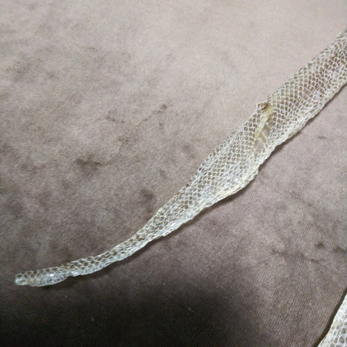 ボールパイソン脱皮の皮✰ヘビの脱皮の皮 その他素材 emilily❀ 通販