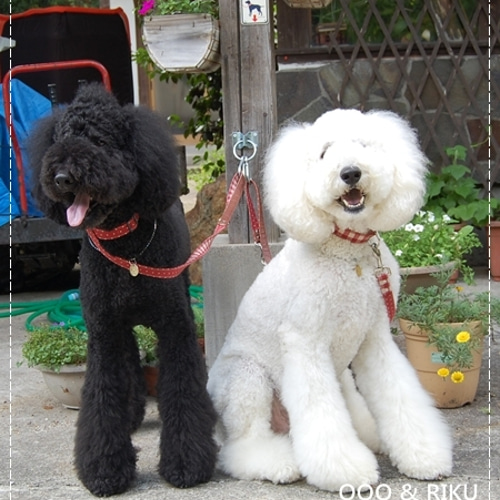 羊毛フェルト　イタプー 羊毛フェルトキット ミニチュアダックスフンド | 羊毛フェルト,羊毛