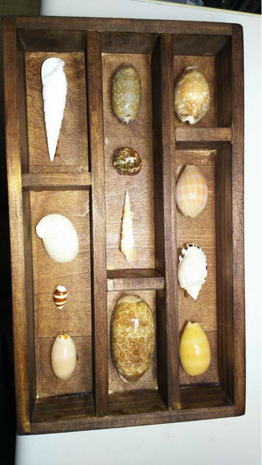 沖縄産シェルフレーム