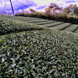 【お徳用】ほうじ茶 3枚目の画像