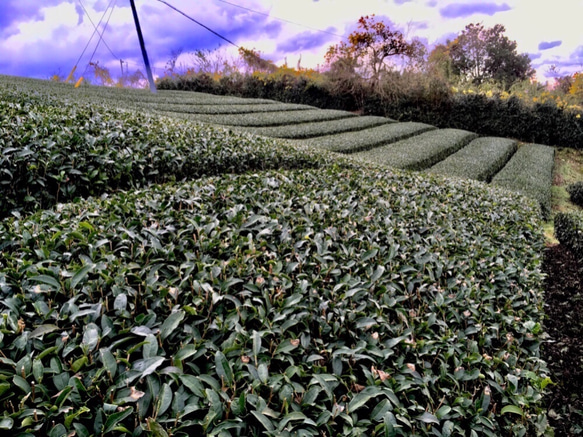 【お徳用】ほうじ茶 3枚目の画像