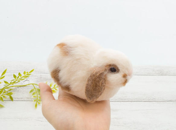 香箱座りのうさぎさん(ロップイヤー) 3枚目の画像