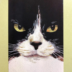 猫のポストカード4枚セット【ハチワレ】第1弾 1枚目の画像