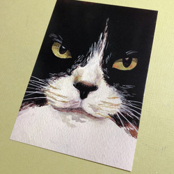 猫のポストカード4枚セット【ハチワレ】第1弾 2枚目の画像