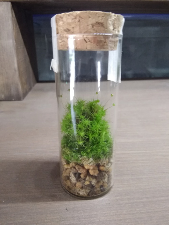 CYLINDER  MINI  タマゴケ　苔テラリウム 1枚目の画像