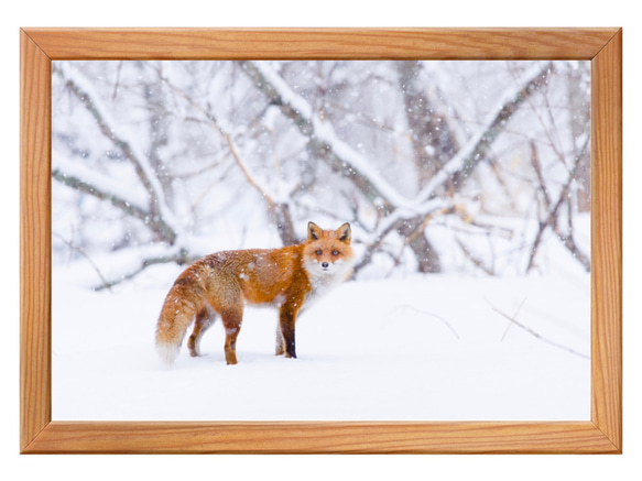 アート写真【ハガキサイズ〜A３】北海道の動物　〜雪降る日のキタキツネ〜 2枚目の画像