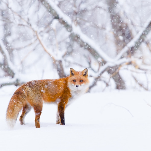 アート写真【ハガキサイズ〜A3】北海道の動物 〜雪降る日のキタキツネ