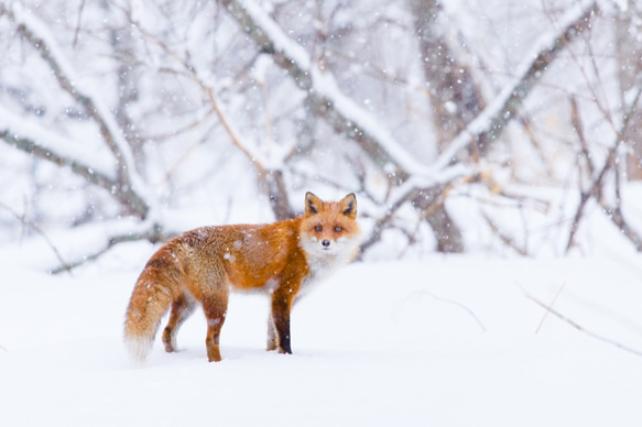 アート写真【ハガキサイズ〜A３】北海道の動物　〜雪降る日のキタキツネ〜 1枚目の画像