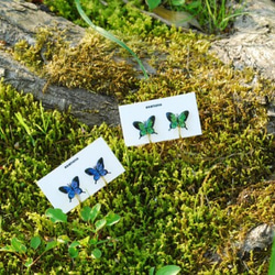 ミニアゲハ蝶のイヤリング 3枚目の画像