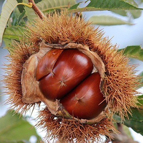 みかんたん◇利平栗蒸し羊羹2本 みかんたん様専用◇利平栗蒸し羊羹2本