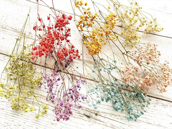 かすみ草７色セット　プリザーブドフラワー花材 1枚目の画像