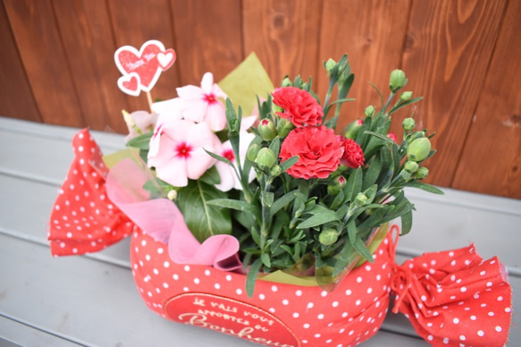 予約販売【母の日カーネーション鉢物】お花を長く楽しみたいお母さんへ♡鉢セット　花苗・器・リボン・ラッピングセット 2枚目の画像