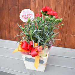 【母の日カーネーション鉢物】お花を長く楽しみたいお母さんへ♡　鉢セット　花苗・器・リボン・ラッピングセット 1枚目の画像