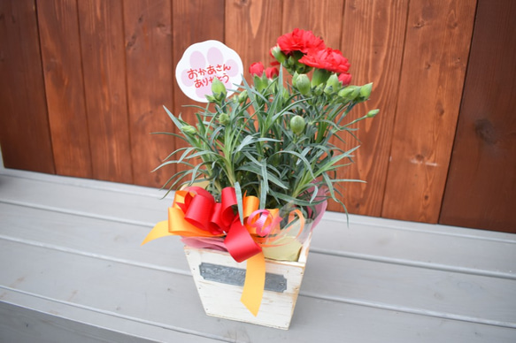 【母の日カーネーション鉢物】お花を長く楽しみたいお母さんへ♡　鉢セット　花苗・器・リボン・ラッピングセット 1枚目の画像