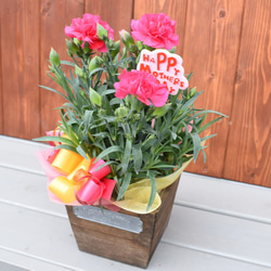 【母の日カーネーション鉢物】お花を長く楽しみたいお母さんへ♡　鉢セット　花苗・器・リボン・ラッピングセット 1枚目の画像