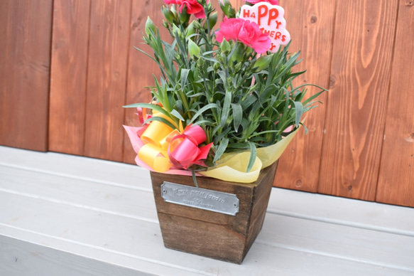 【母の日カーネーション鉢物】お花を長く楽しみたいお母さんへ♡　鉢セット　花苗・器・リボン・ラッピングセット 3枚目の画像