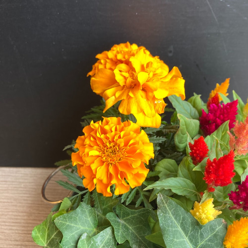 鉢物】マリーゴールドとセロシアの寄せ植え ブリキ鉢・wh 盆栽