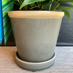一点物【鉢物】アンスリュームの鉢植え　陶器ポットセット 4枚目の画像