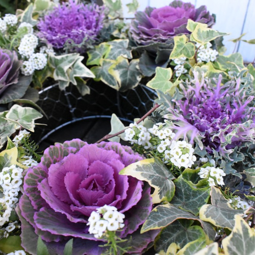 紅と白をご用意♪寄せ植え【クリスマス・お正月】葉牡丹とアリッサムの