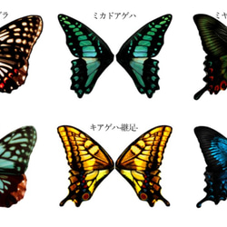 蝶々付け衿:キアゲハ-継足- 2枚目の画像