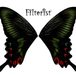蝶々付け衿:ミヤマカラスアゲハ 2枚目の画像