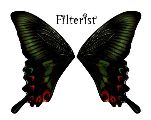蝶々付け衿:ミヤマカラスアゲハ 2枚目の画像