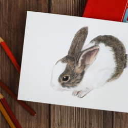 「唯想念」手工彩繪寵物肖像 彩色鉛筆 素描 第2張的照片