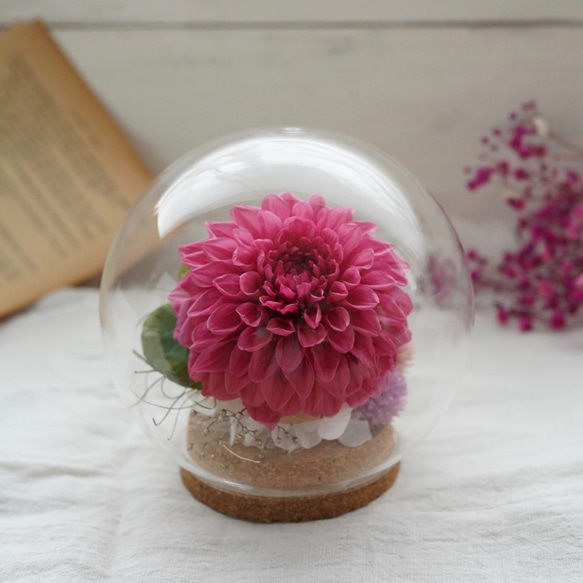 プリザーブドフラワーの「ダリア」ガラスドームM プリザーブド