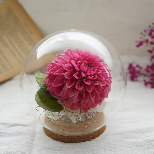 プリザーブドフラワーの「ダリア」ガラスドームM プリザーブド