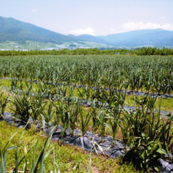 長野県産にんにくアンチョビ醬油　添加物不使用 3枚目の画像