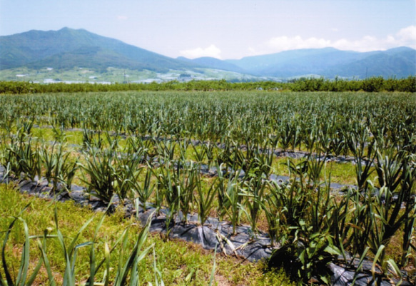 長野県産にんにくアンチョビ醬油　添加物不使用 3枚目の画像