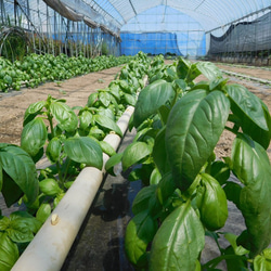 【長野県産】バジルペースト 添加物不使用 無農薬 3枚目の画像