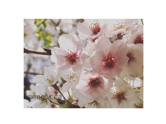 mmagicca. 1枚目の画像