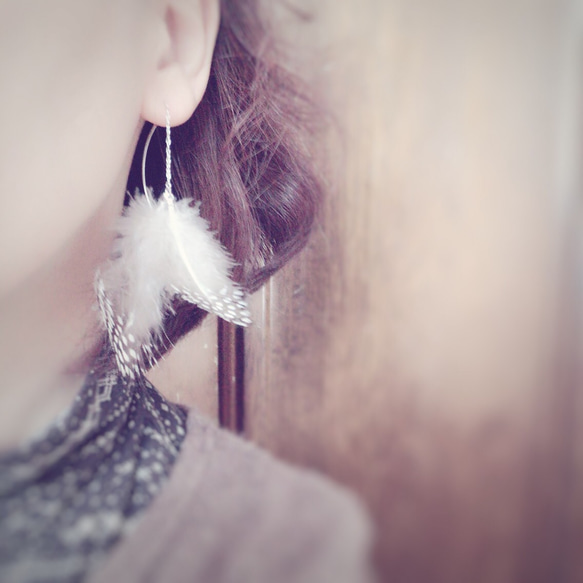 *ほろほろ鳥   American pierce* 3枚目の画像