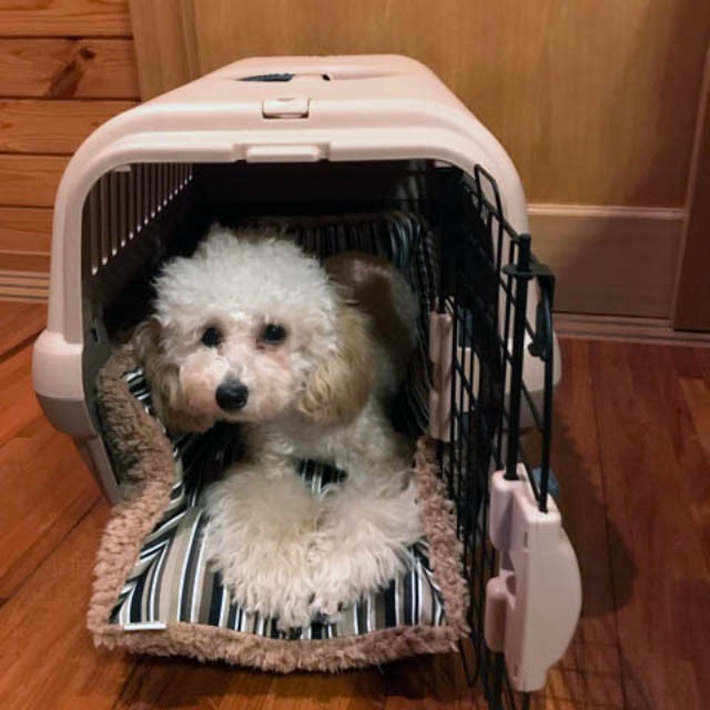 Helen'sペットベッド キャリークッションベッド使用例