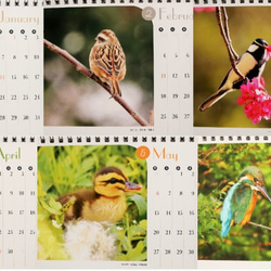 2019年卓上カレンダー「身近な鳥たち」 6枚目の画像