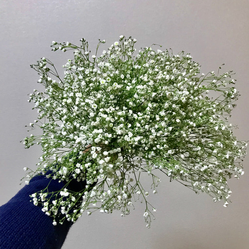 ドライ】かすみそう かすみ草 60本 30㎝ ドライフラワー muni