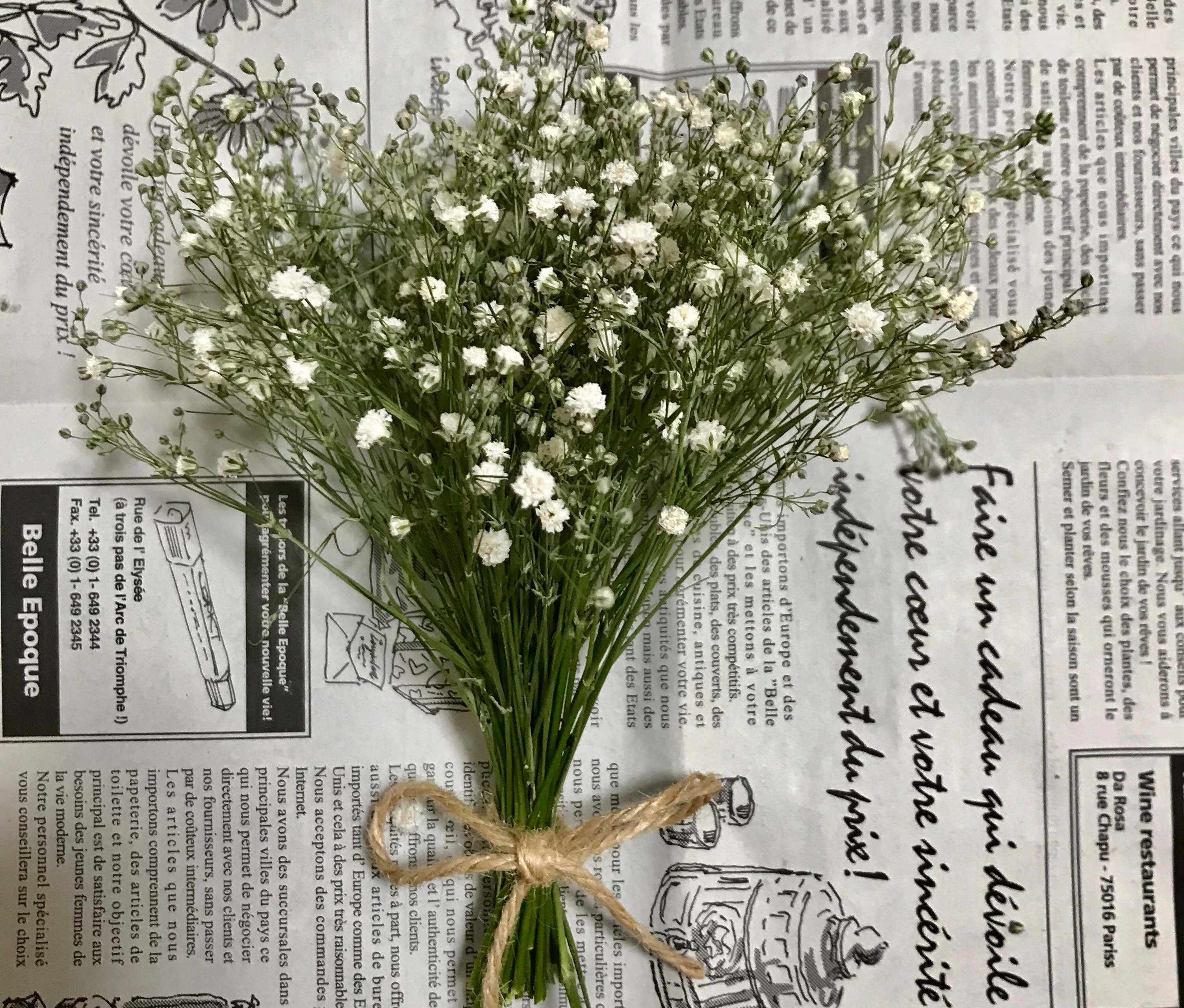 かすみそう かすみそう