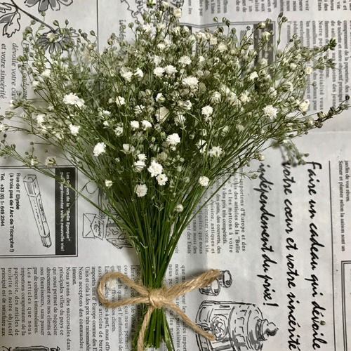 ドライ】かすみ草 かすみそう 40本 15㎝ ドライフラワー muni♡muni