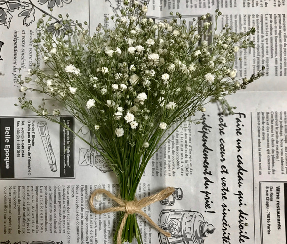 ドライ】かすみ草 かすみそう 40本 15㎝ ドライフラワー muni♡muni