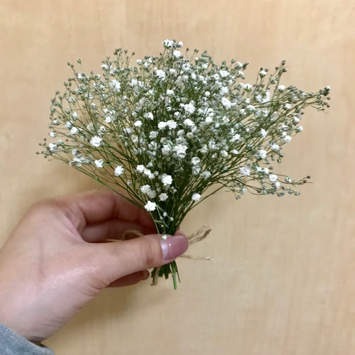 ドライ】かすみ草 かすみそう 40本 15㎝ ドライフラワー muni♡muni