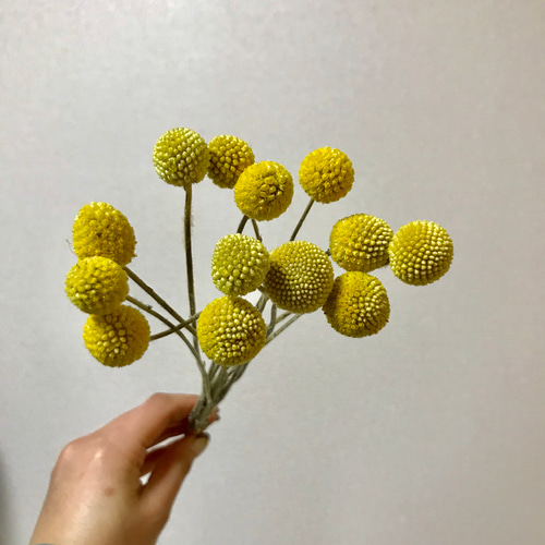 ドライ】グラスペディア 13本 30センチ ドライフラワー muni♡muni  