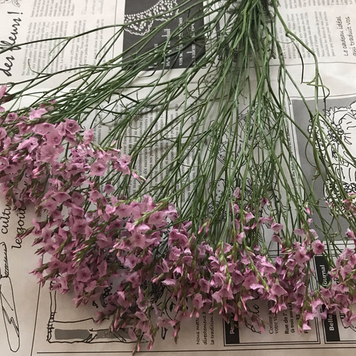 ❇️ハイブリッドスターチス❣️ 2種類 ブルーファンタジアシリーズの