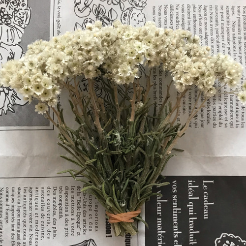 【10】ドライフラワー ホワイト系 まとめ売り12種類 10】ドライフラワー ホワイト系 まとめ売り12種類 10】ドライ