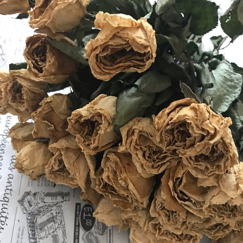 お得！ドライフラワー】薔薇 ばら バラ 白 30本 30㎝ ドライフラワー