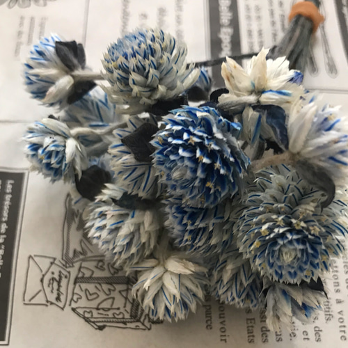 ドライ】千日紅 センニチコウ 染め 青 15本 10㎝ ドライフラワー